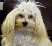 Carletto, la mascotte